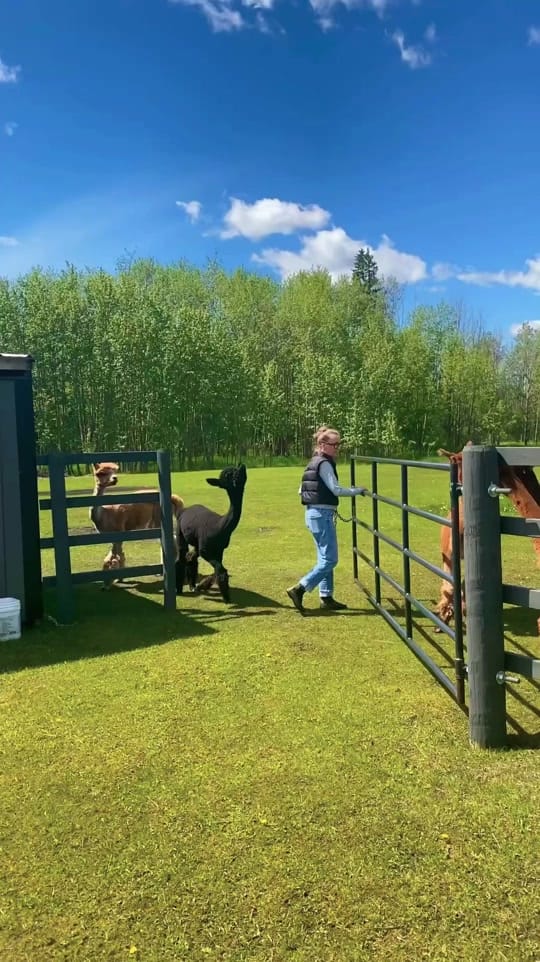 Post 2 by Ayan’s Archive⁸ on TikTok (video)