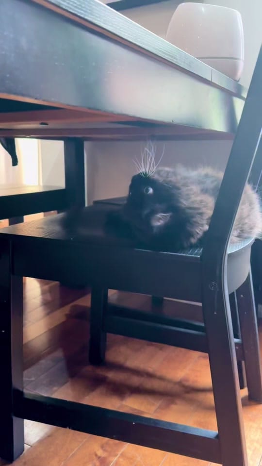 Post 7 by Designer Dianna DiNoble on TikTok (video)