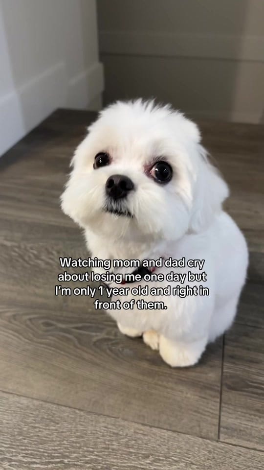 Post 9 by theluckymaltese on TikTok (video)