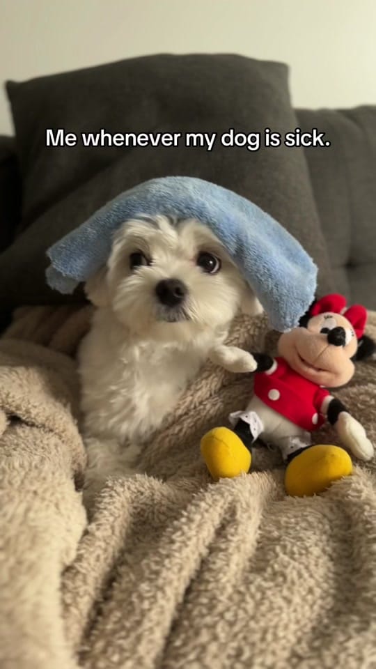 Post 10 by theluckymaltese on TikTok (video)