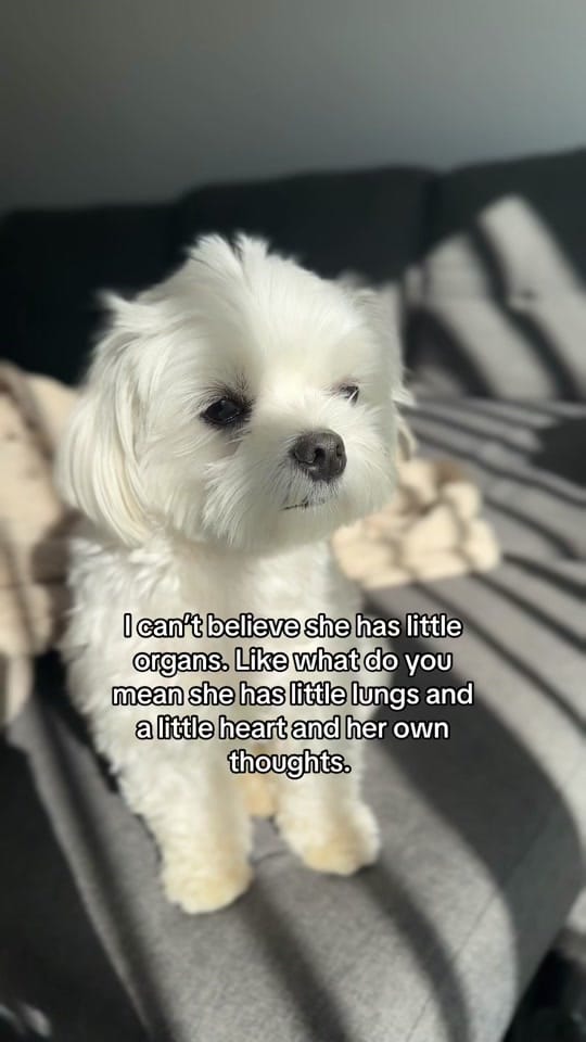 Post 8 by theluckymaltese on TikTok (video)