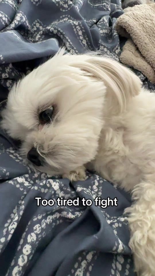 Post 1 by theluckymaltese on TikTok (video)