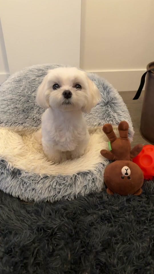 Post 5 by theluckymaltese on TikTok (video)