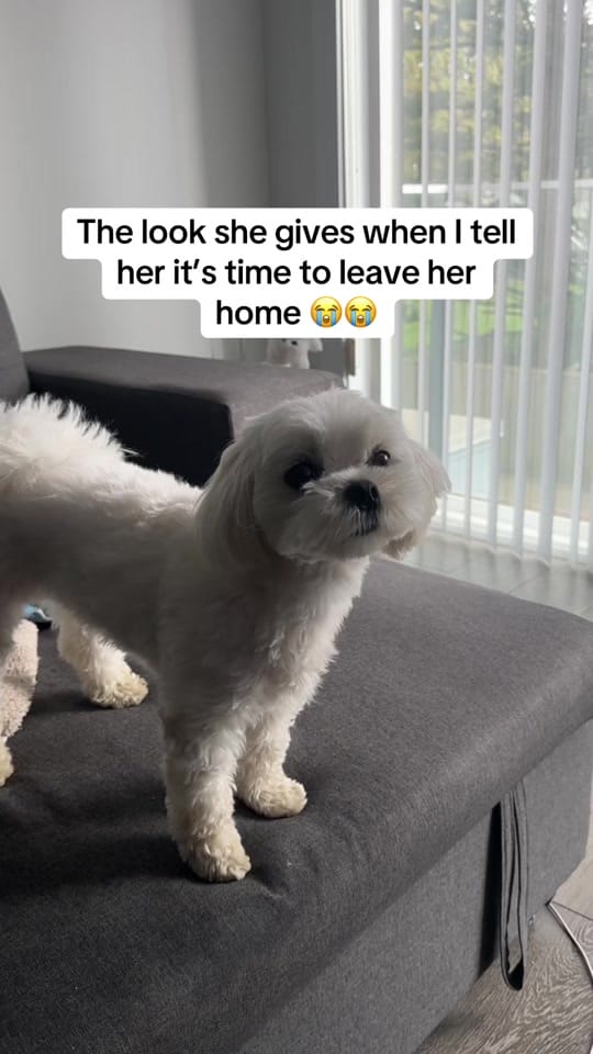 Post 4 by theluckymaltese on TikTok (video)