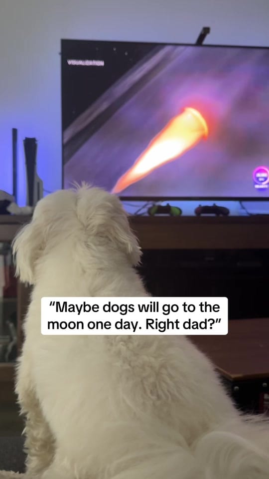Post 7 by theluckymaltese on TikTok (video)