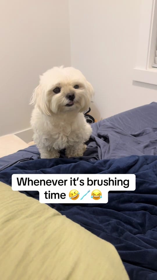Post 6 by theluckymaltese on TikTok (video)