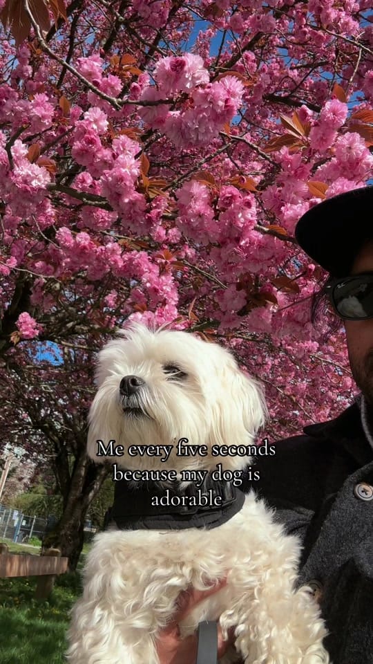 Post 3 by theluckymaltese on TikTok (video)