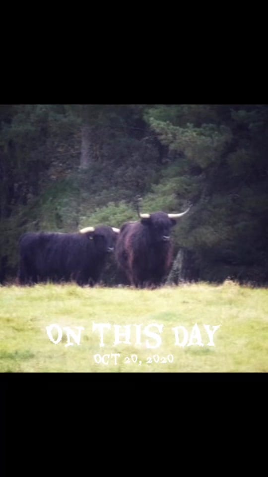 Post 5 by Tracey Bruce on TikTok (video)