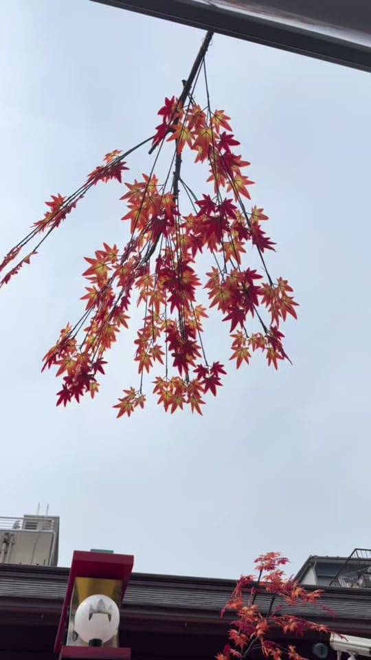 Post 3 by jacie_zook on TikTok (video)