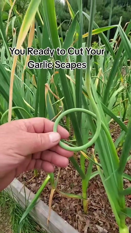 Post 3 by FarmerSteve727 on TikTok (video)