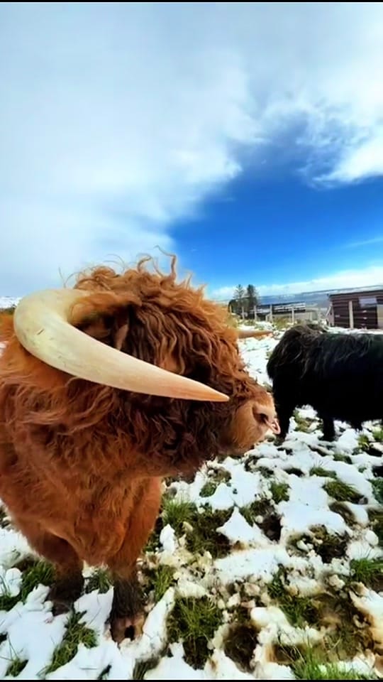 Post 3 by Highland Heights on TikTok (video)