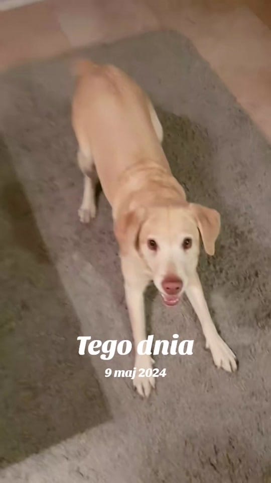 Post 4 by Aleksandra Patrycja on TikTok (video)