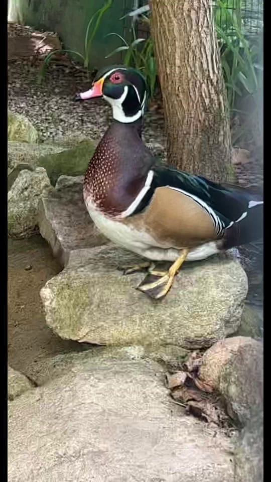 Post 8 by Chelsea Eager on TikTok (video)