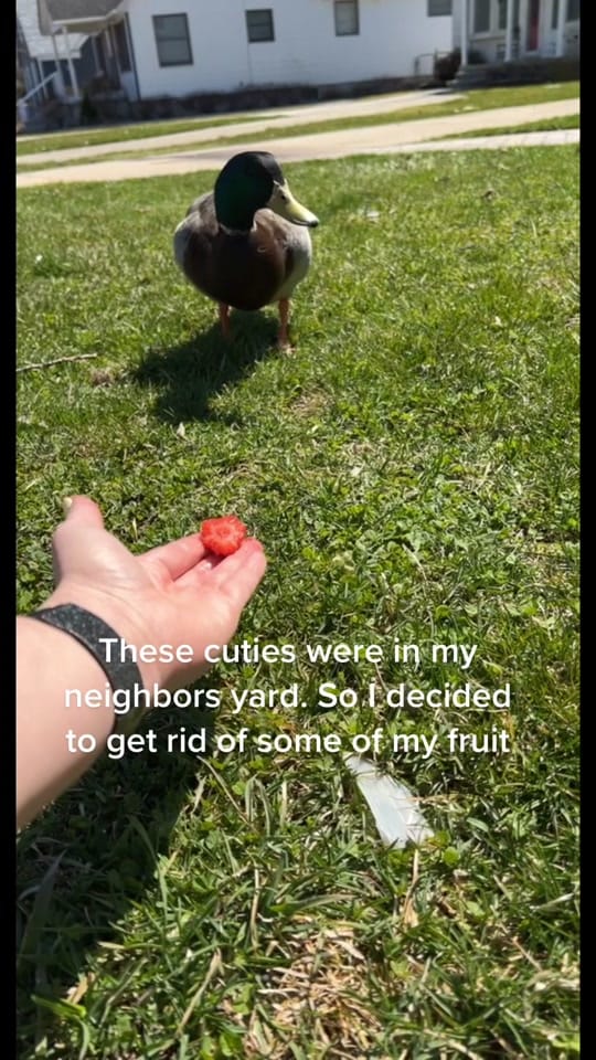 Post 9 by Chelsea Eager on TikTok (video)