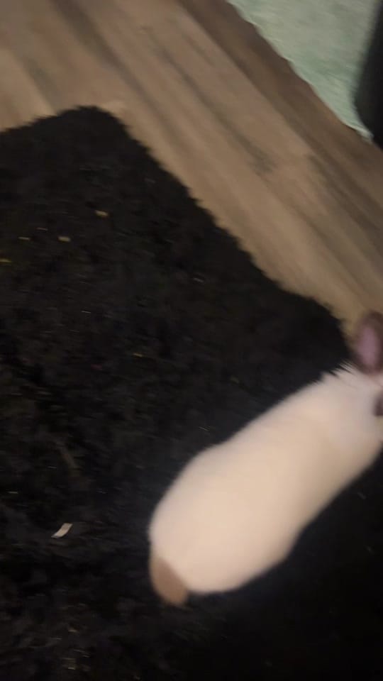 Post 5 by Bunnie on TikTok (video)