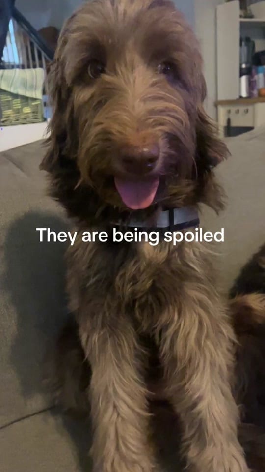 Post 8 by Amanda Marie on TikTok (video)