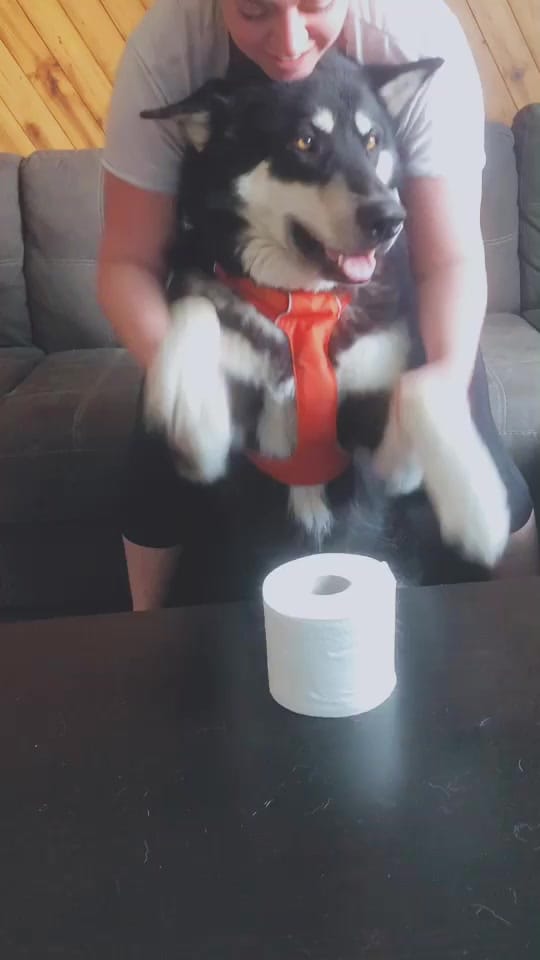Post 9 by Kayla & Kal-El on TikTok (video)