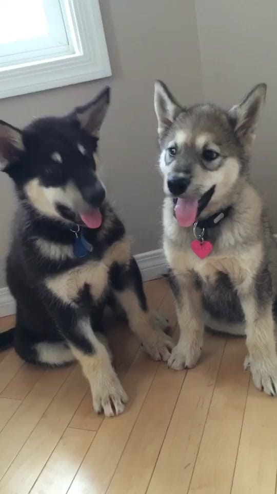 Post 10 by Kayla & Kal-El on TikTok (video)