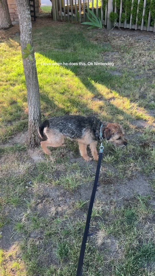 Post 2 by Eliza Gracie on TikTok (video)