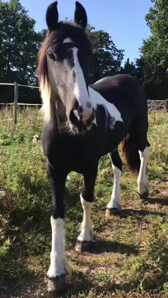 Post 8 by Nanoland on TikTok (video)