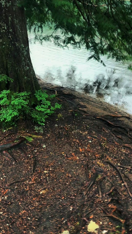 Post 4 by 🌲 James | WA 🏔️ on TikTok (video)