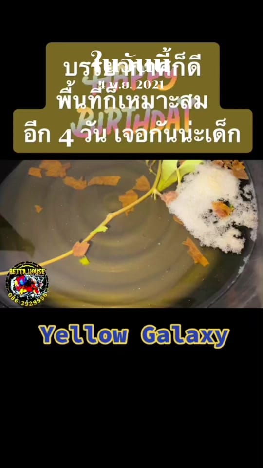 Post 10 by Betta House Pattaya on TikTok (video)
