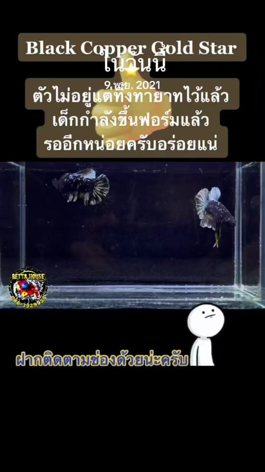 Post 7 by Betta House Pattaya on TikTok (video)