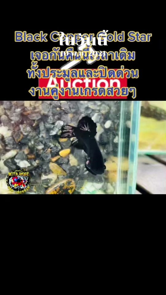 Post 6 by Betta House Pattaya on TikTok (video)