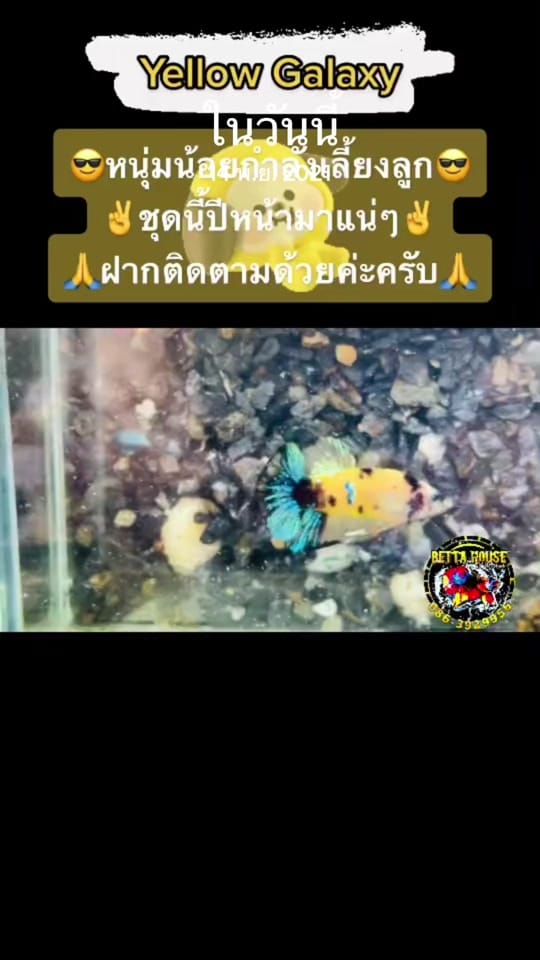 Post 2 by Betta House Pattaya on TikTok (video)