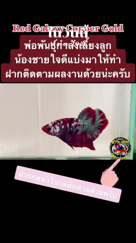 Post 5 by Betta House Pattaya on TikTok (video)