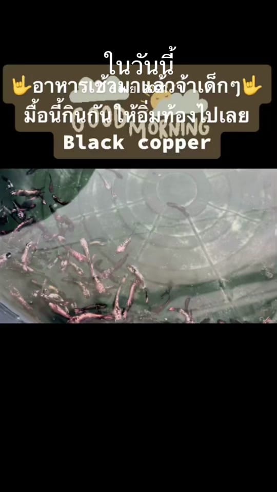 Post 8 by Betta House Pattaya on TikTok (video)