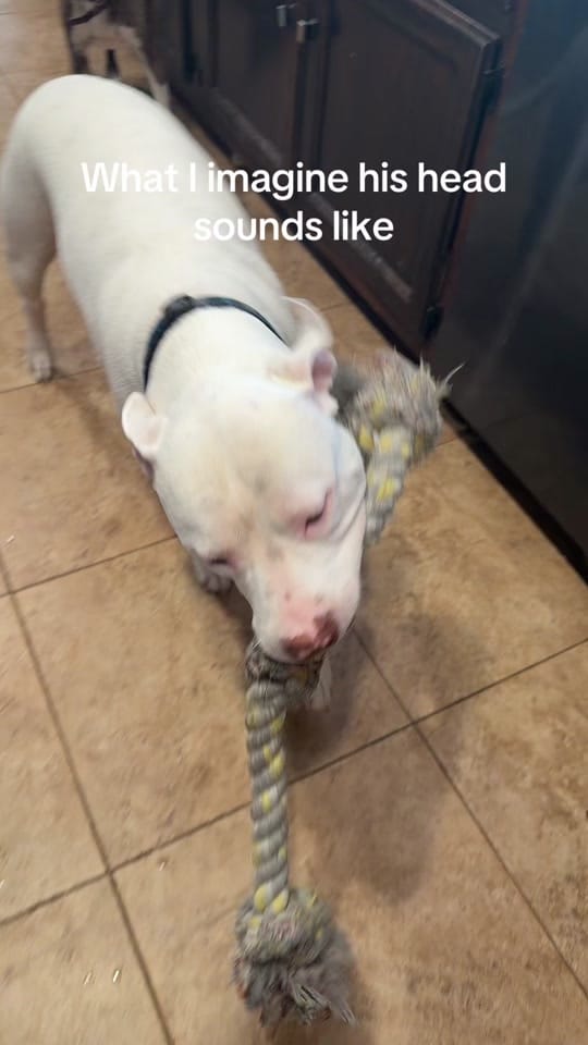 Post 2 by Jenna The Singing Realtor on TikTok (video)