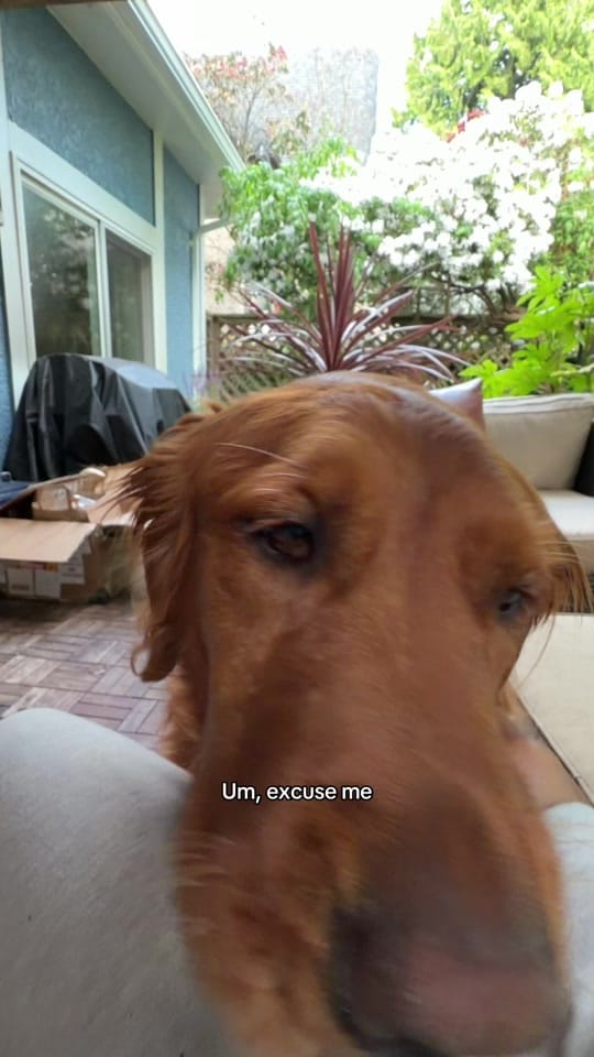 Post 3 by Alicia Haque on TikTok (video)