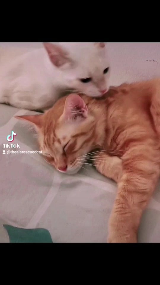 Post 6 by The AL's 🇲🇾 on TikTok (video)