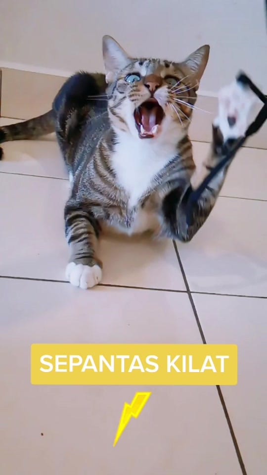 Post 10 by The AL's 🇲🇾 on TikTok (video)