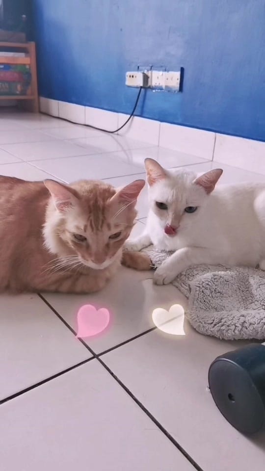 Post 7 by The AL's 🇲🇾 on TikTok (video)