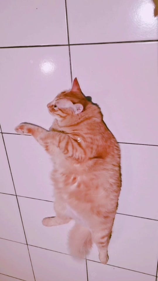 Post 1 by The AL's 🇲🇾 on TikTok (video)