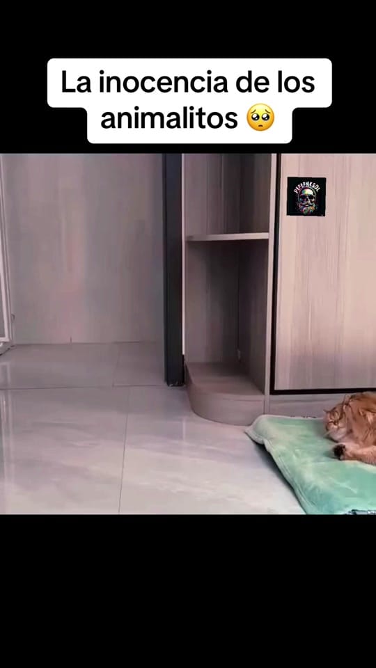 Post 8 by El_Barbon_Tapatio on TikTok (video)