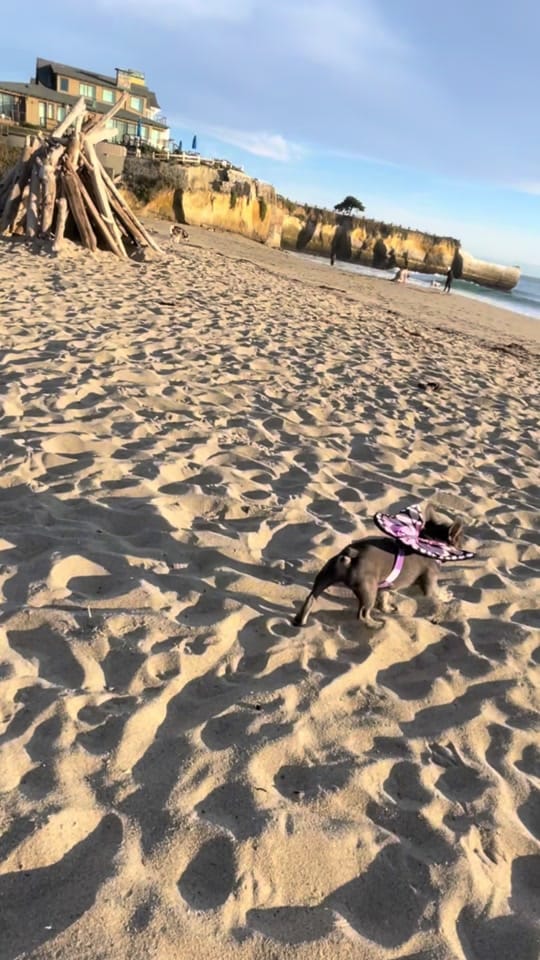 Post 6 by chelseameneses_ on TikTok (video)