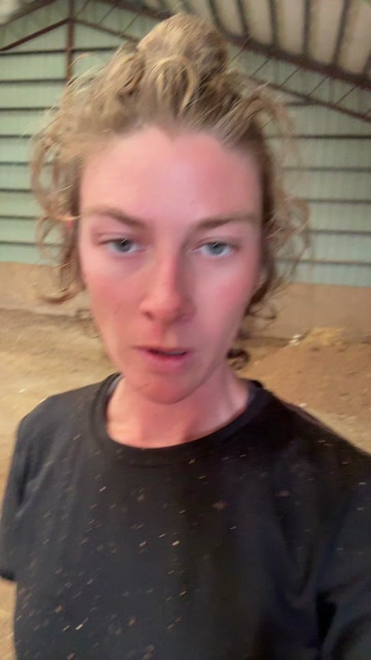 Post 2 by Dauntless Performance Horses on TikTok (video)