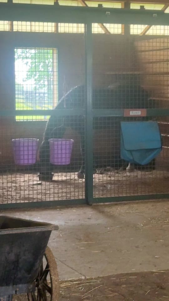 Post 7 by Dauntless Performance Horses on TikTok (video)