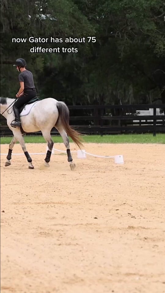 Post 10 by Dauntless Performance Horses on TikTok (video)