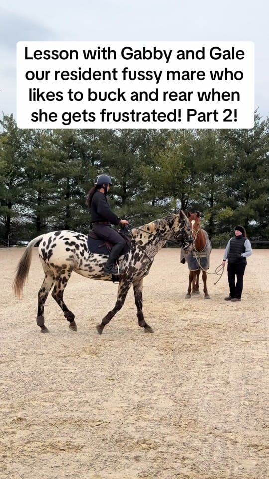 Post 9 by Dauntless Performance Horses on TikTok (video)