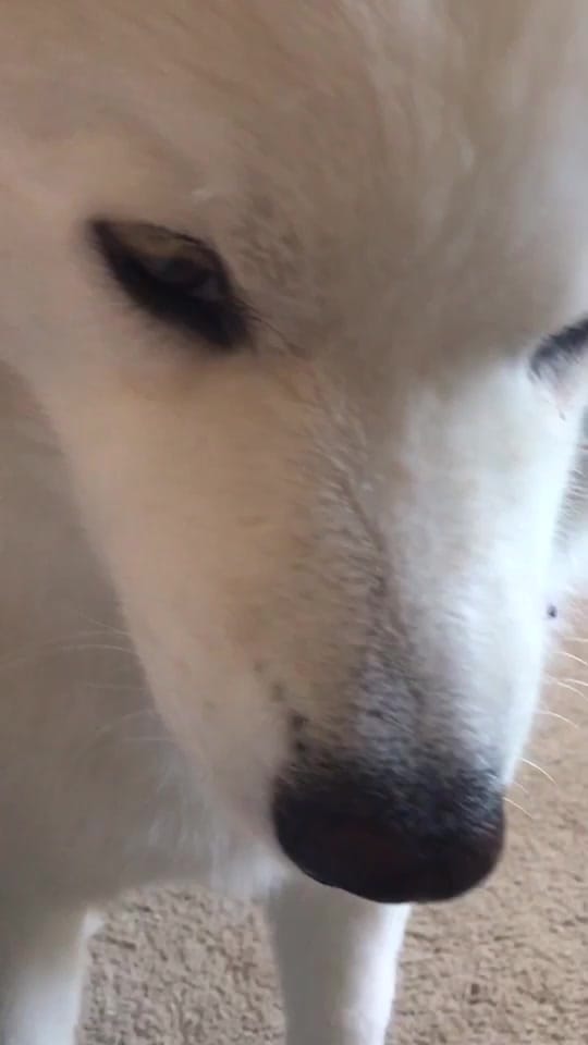 Post 10 by Annika 🐶 on TikTok (video)