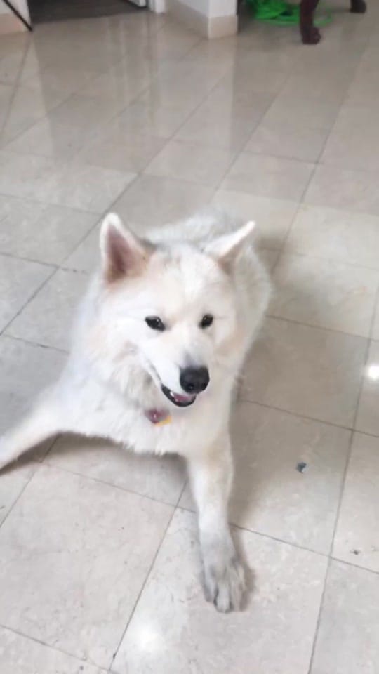 Post 4 by Annika 🐶 on TikTok (video)