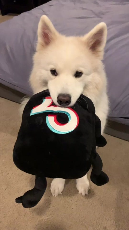Post 2 by Annika 🐶 on TikTok (video)