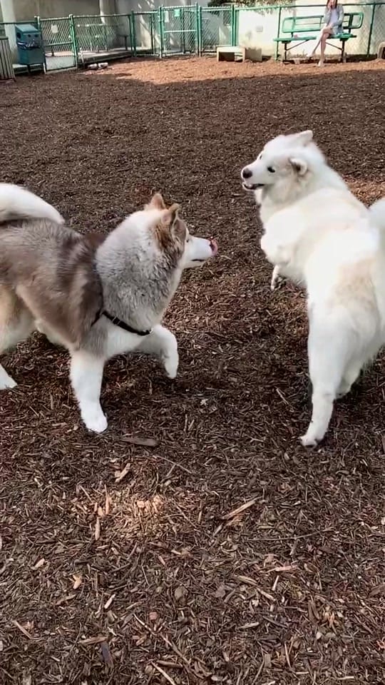 Post 3 by Annika 🐶 on TikTok (video)