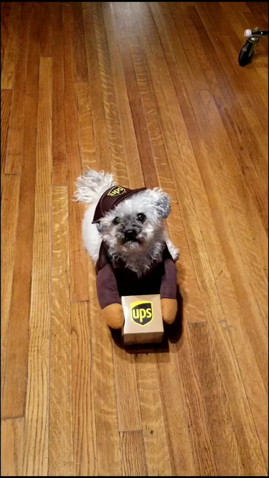 Post 4 by Gussied Up on TikTok (video)