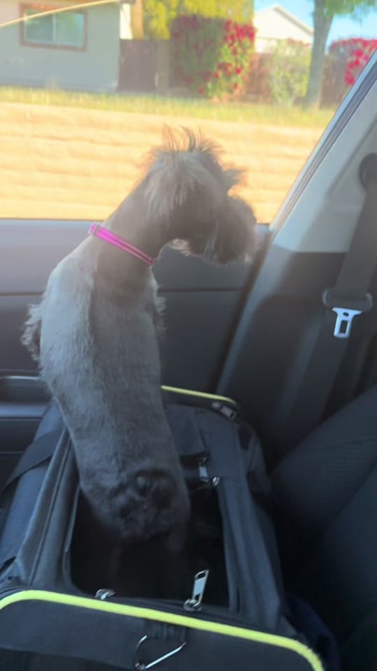 Post 1 by Chels on TikTok (video)