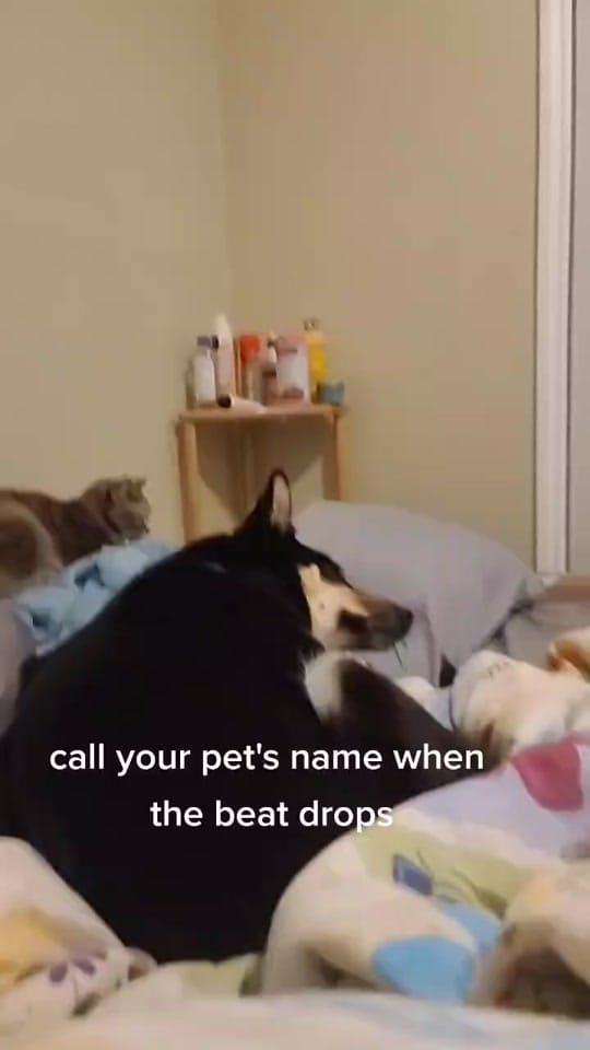 Post 6 by ash🐍 on TikTok (video)